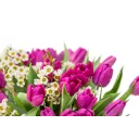 Bouquet of purple tulips